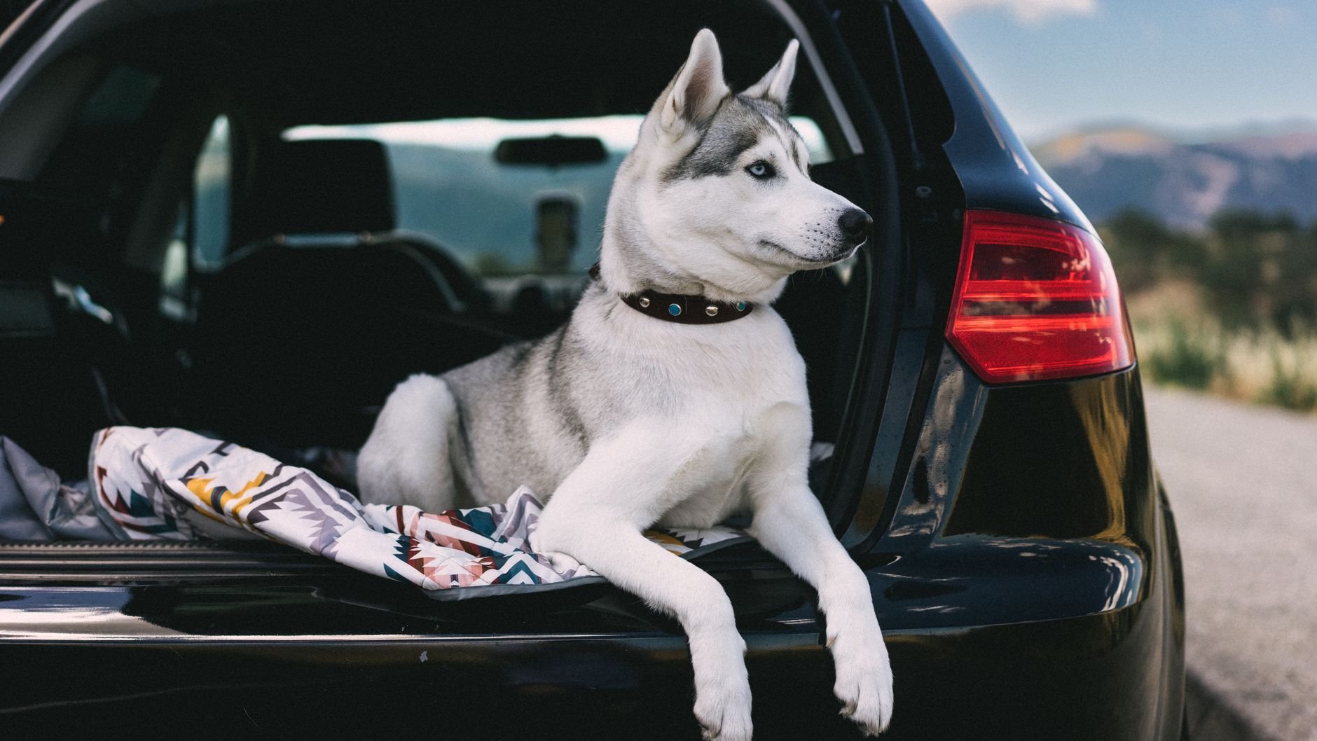 A Siberian Husky dog relaxing in the back of a car by a scenic road.