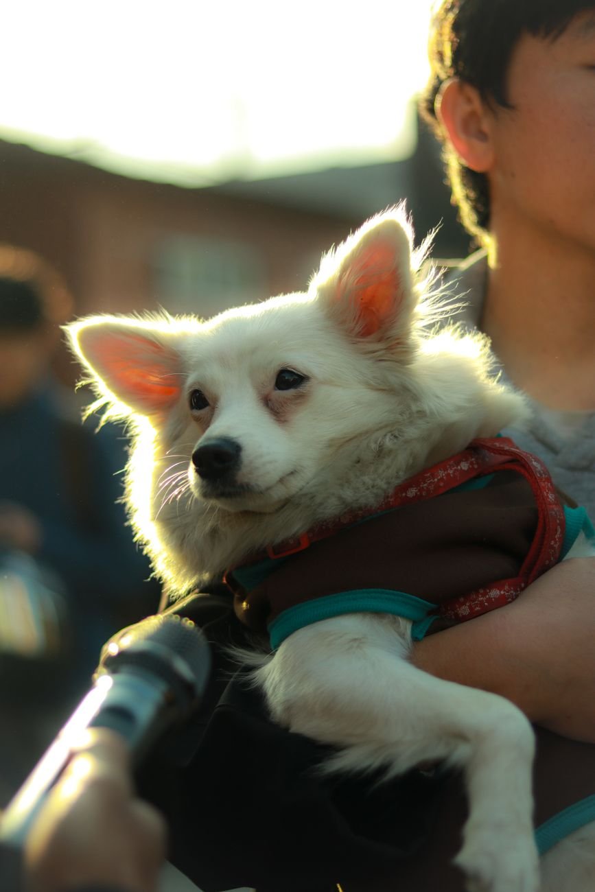 A small, white dog held by a caring person outdoors, lit by warm sunlight.