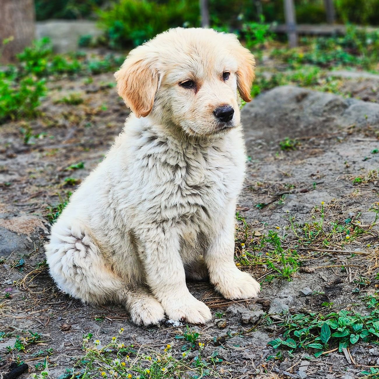 A golden retriever puppy sitting outdoors in warm natural light.