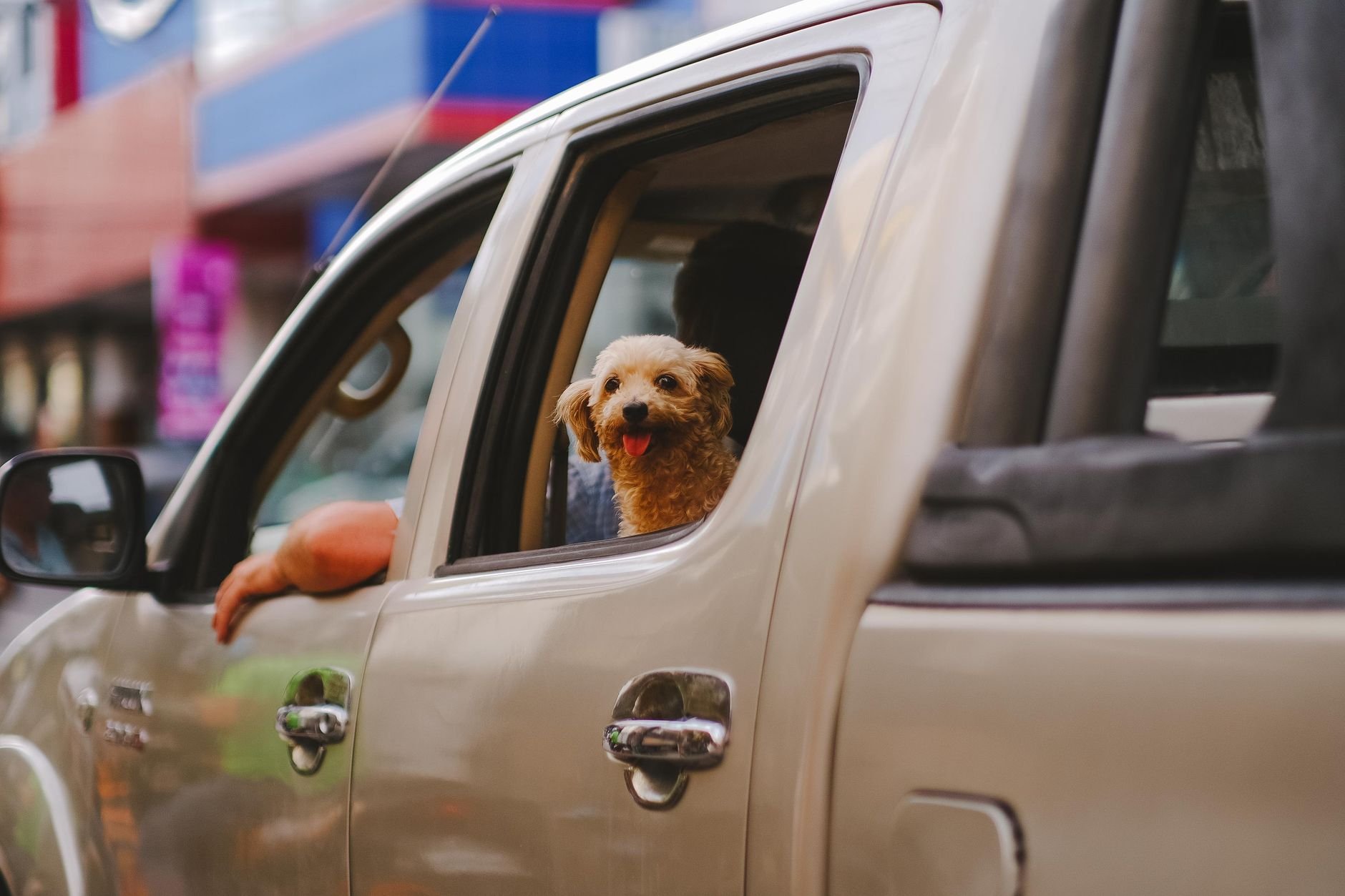 A cute poodle dog happily looking out the window of a parked car in an urban setting.